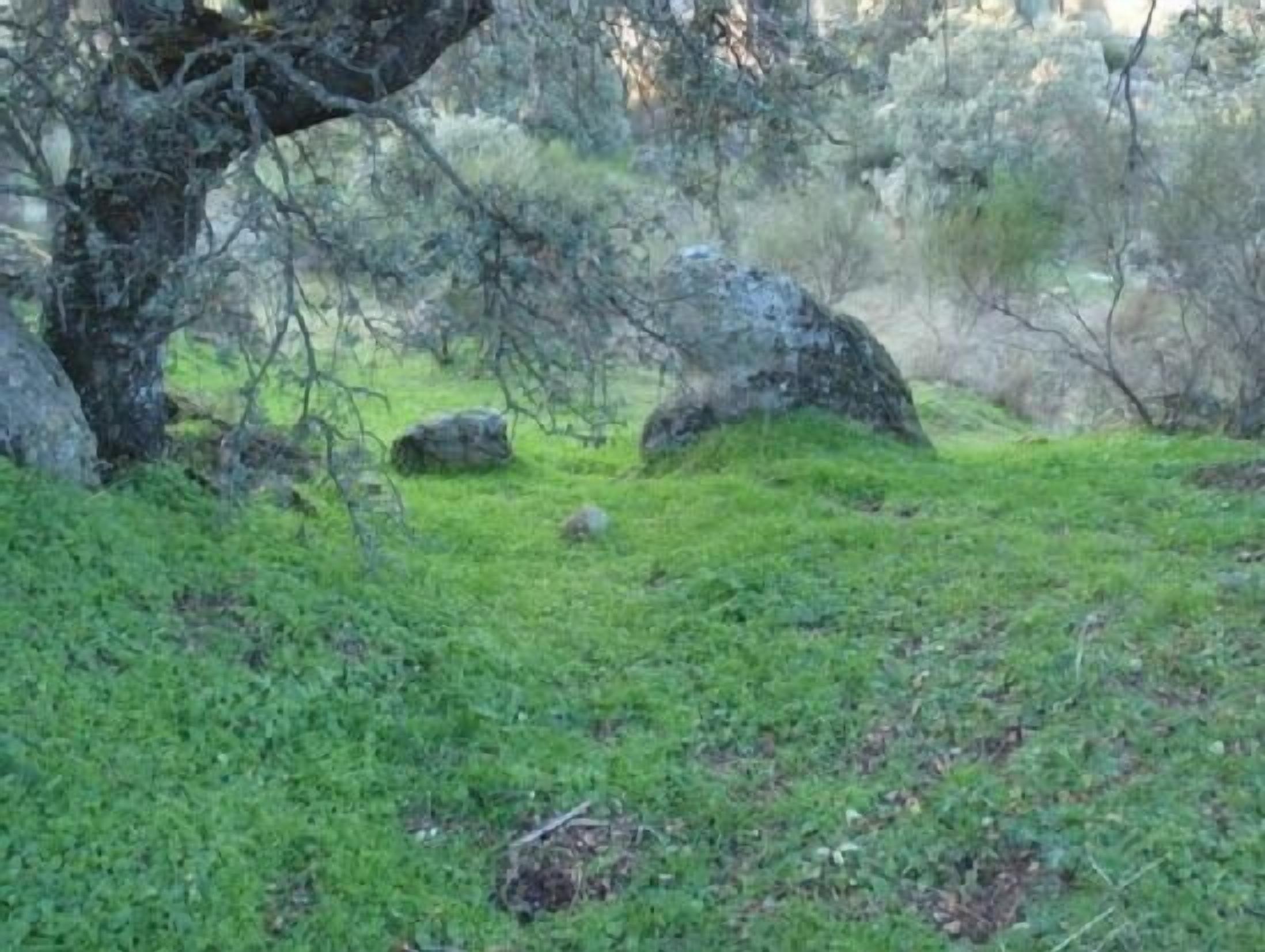 Un paisaje natural con un árbol grande, rocas y hierba verde.