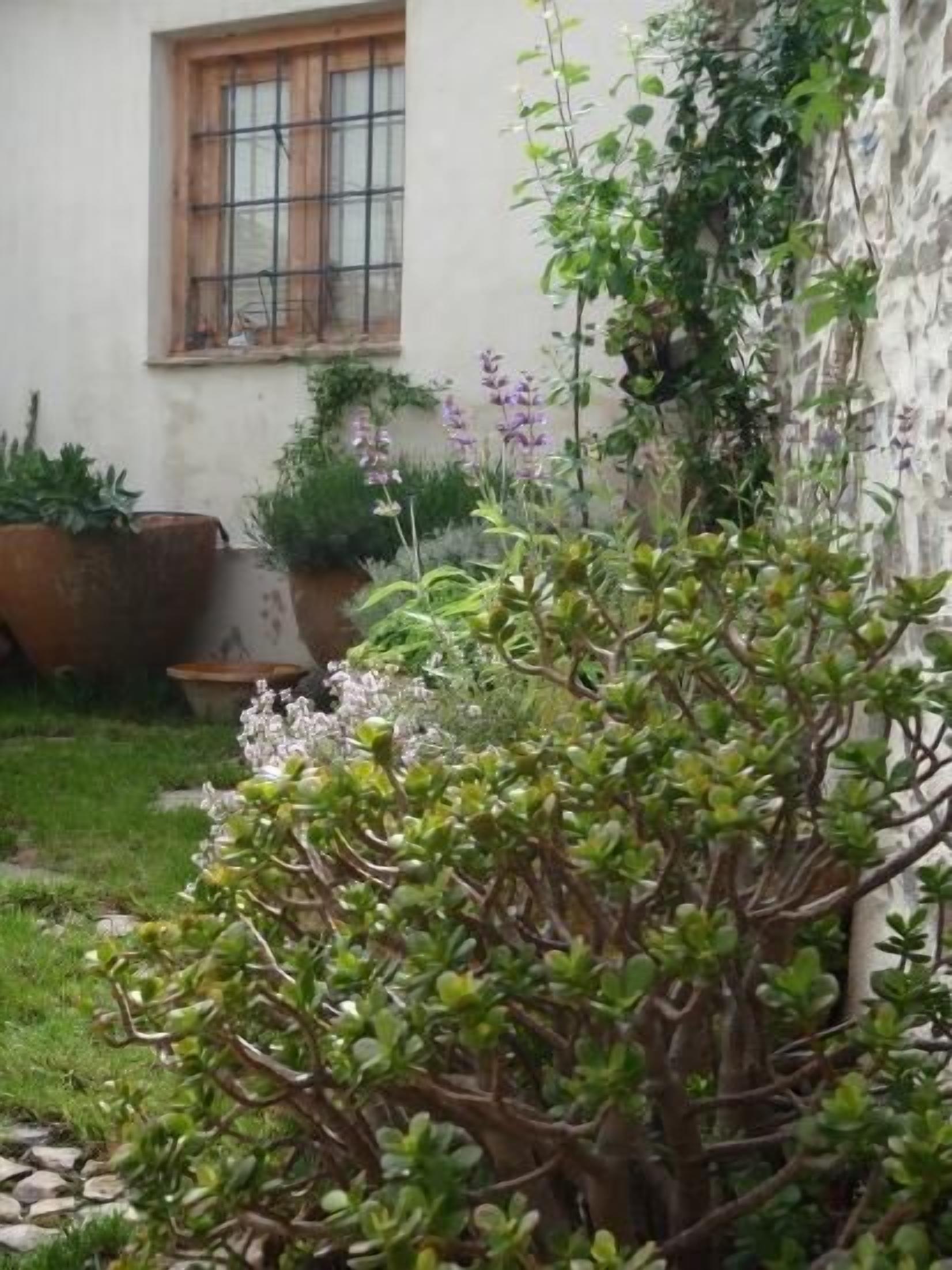Un jardín con diversas plantas, una ventana y una pared.
