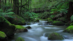 A forest stream with moss-covered rocks and a wooden bridge. - Black Spur Inn (Narbethong)