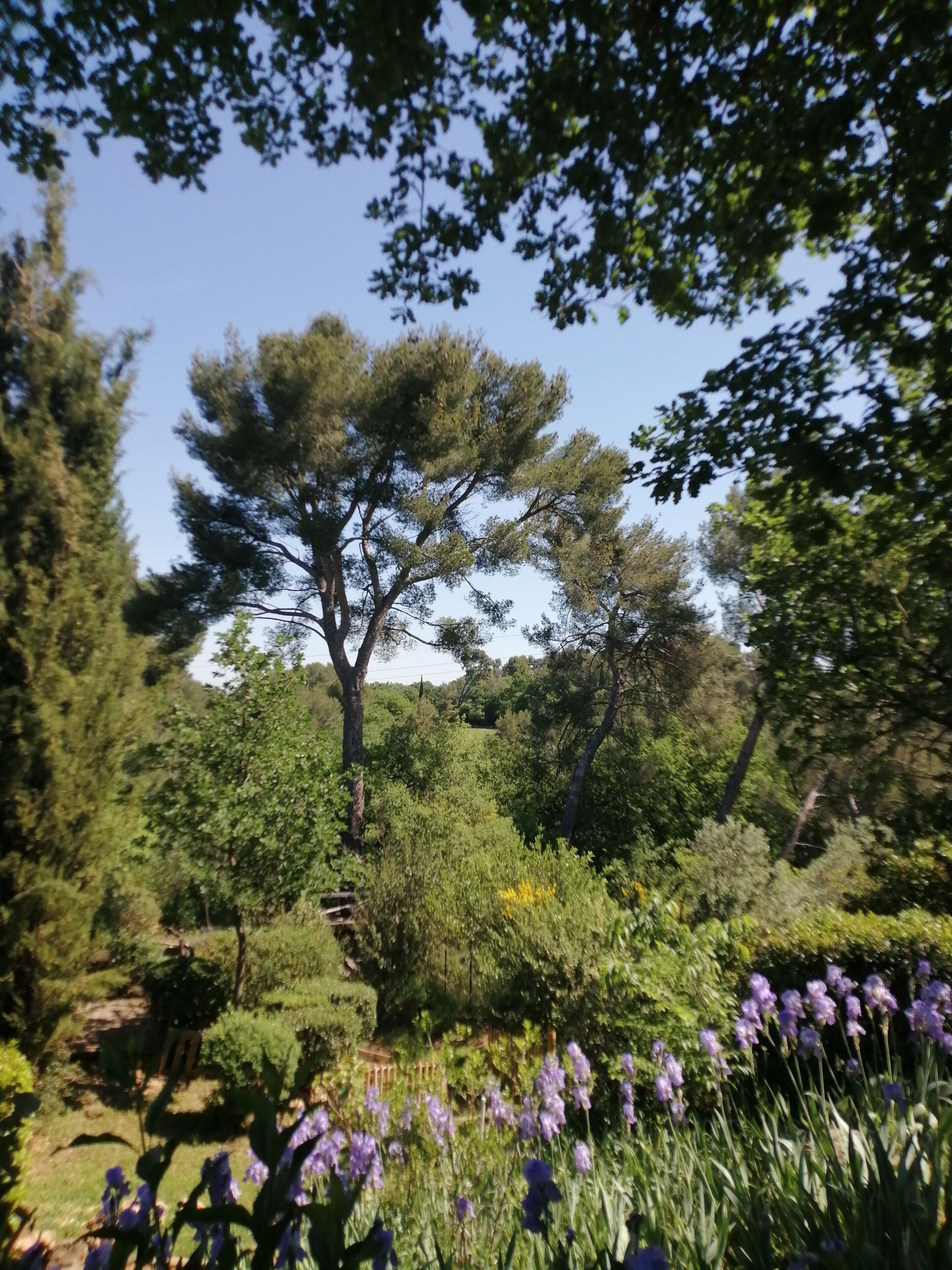 A garden with various plants and trees, including a prominent pine tree.
