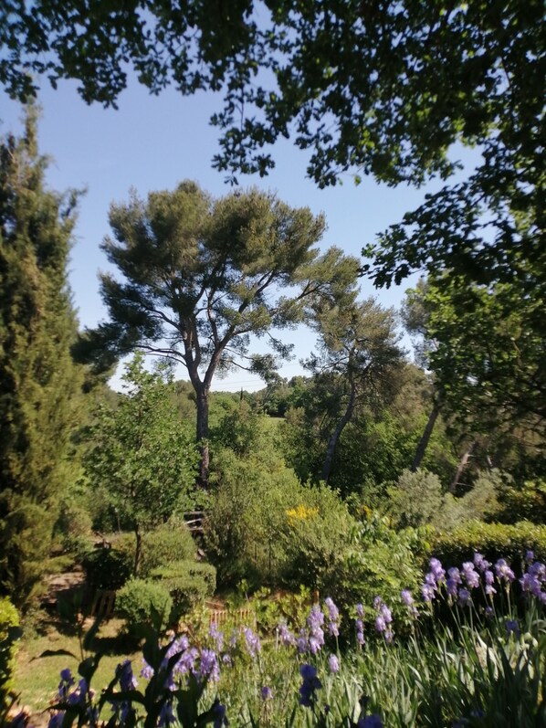 A garden with various plants and trees, including a prominent pine tree.