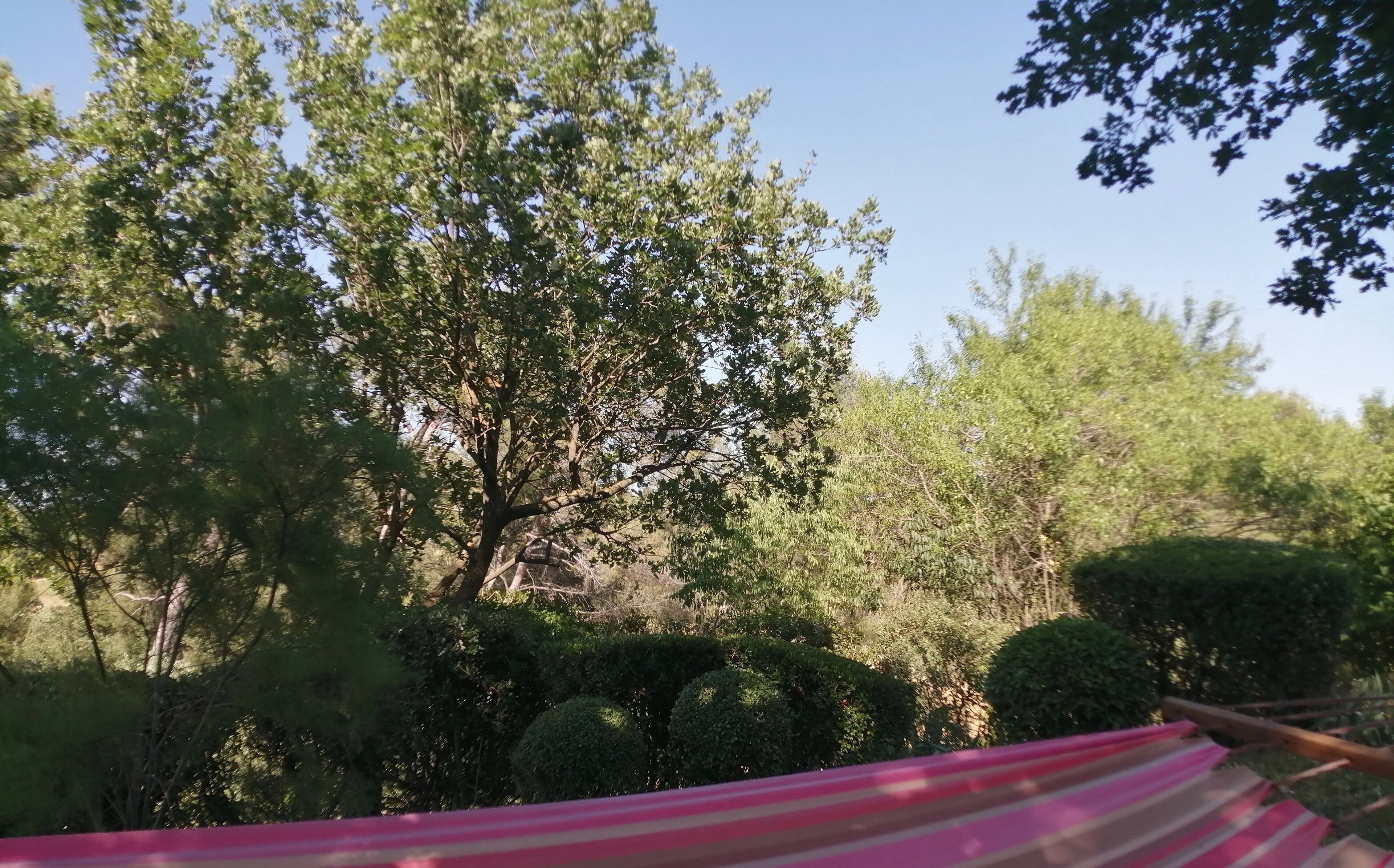 A view of a tree-lined area with a clear sky.