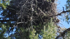 Ein Vogelnester auf einem Baum mit Ästen und Fichtennadeln.