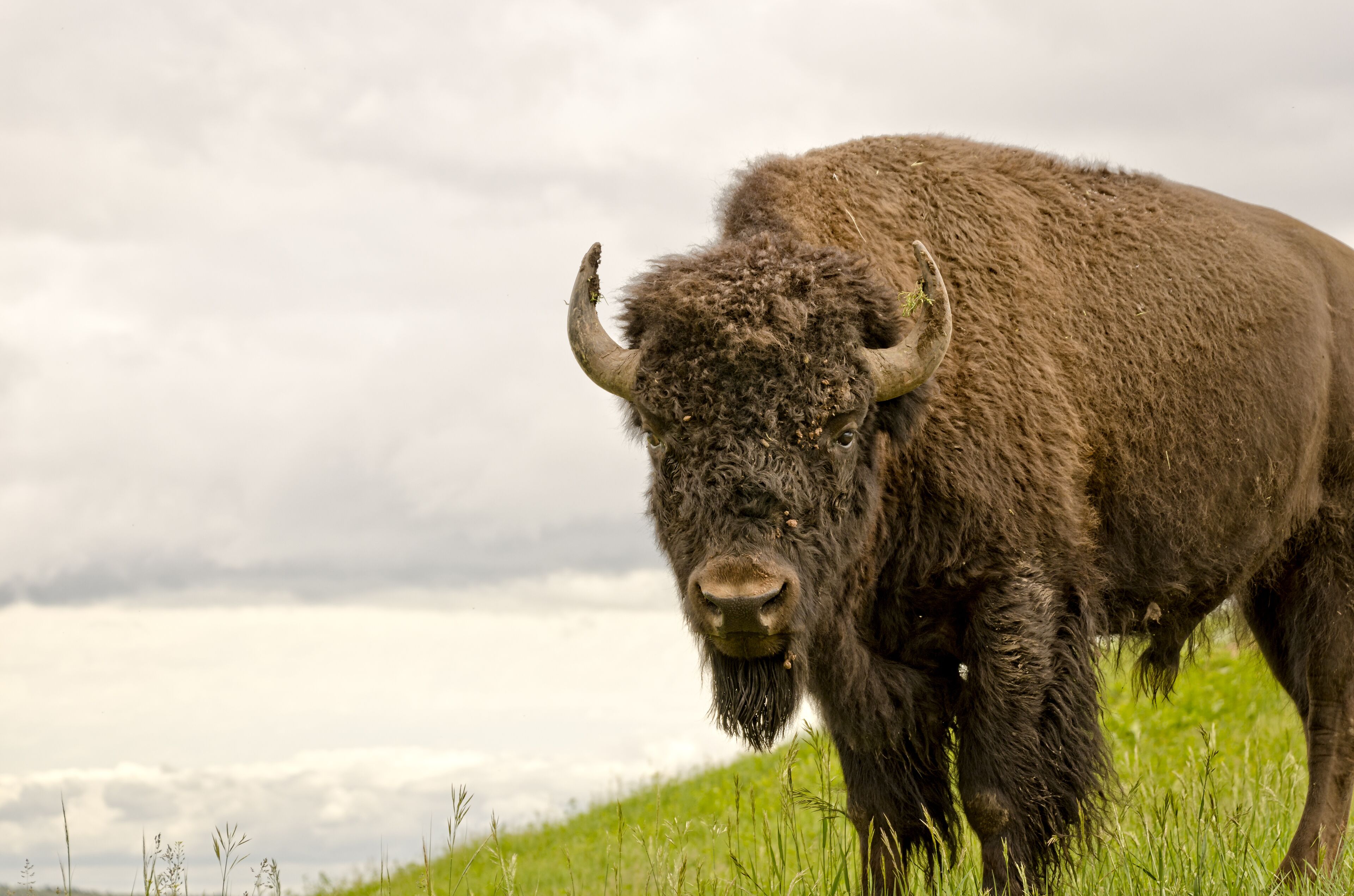 A bison in a grassy field with a cloudy sky in the background.