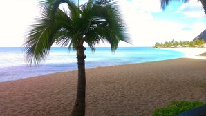 Uma praia com palmeira, areal e vista para o oceano.