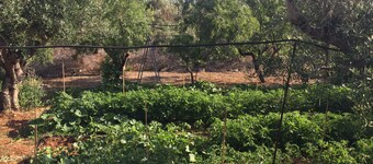 Lovely little house in Salento, in the countryside with garden and solarium
