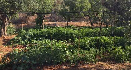 Lovely little house in Salento, in the countryside with garden and solarium