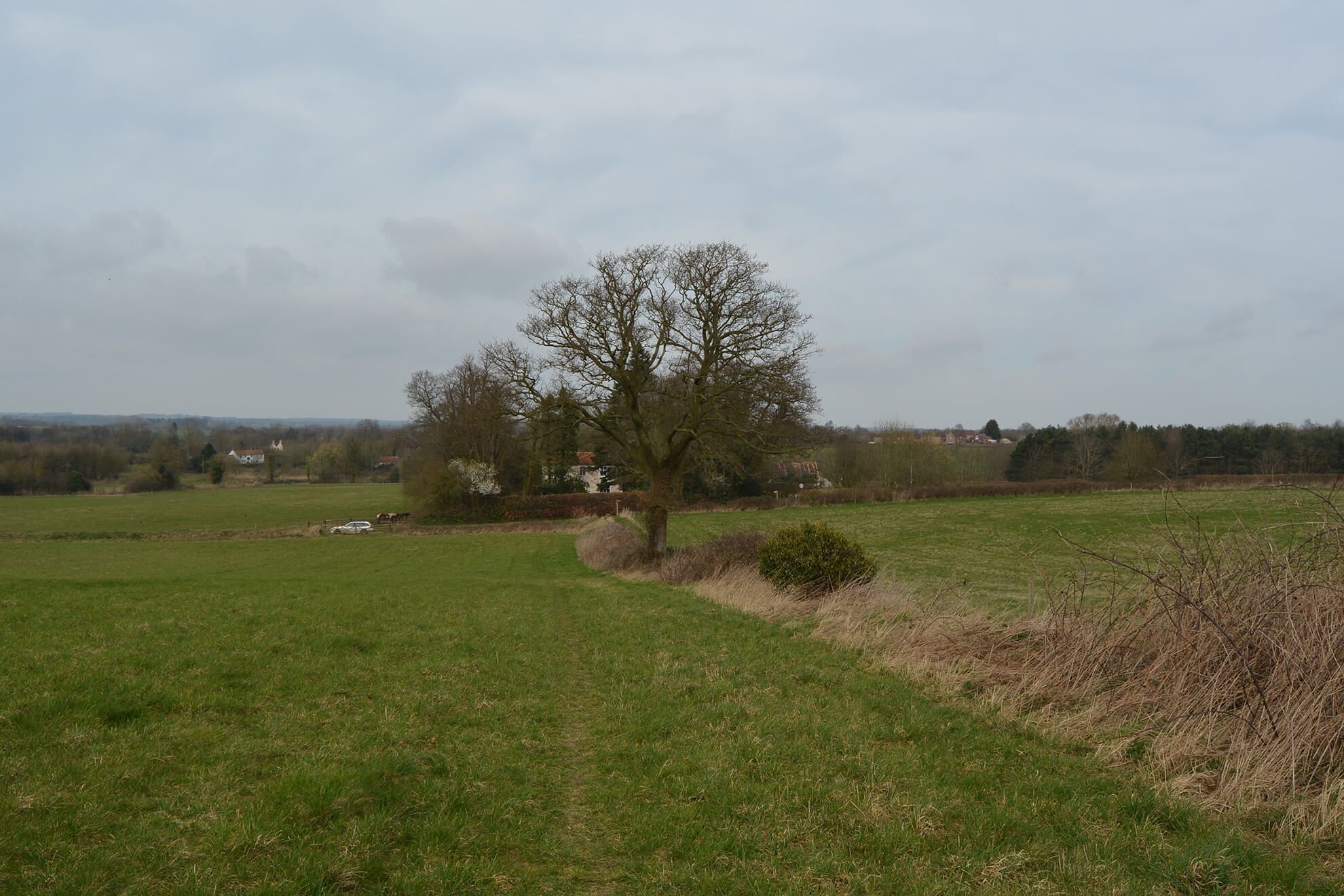 A rural landscape with a large tree, open fields, and distant buildings.