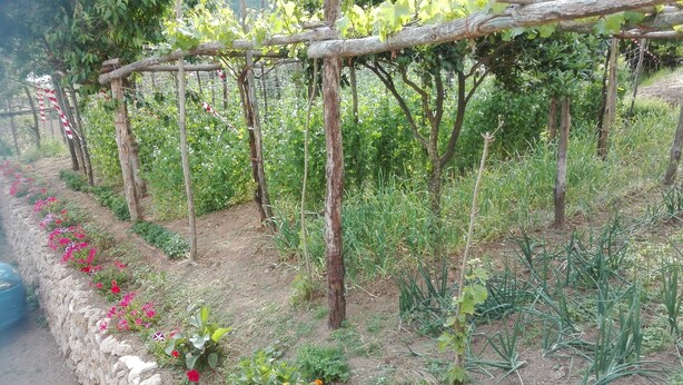 Un giardino con una struttura a traliccio per piante rampicanti, un muro in pietra con fiori e diverse piante a livello del terreno.