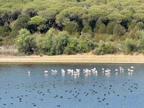 Une vaste étendue d’eau abritant de nombreuses espèces d’oiseaux, entourée d’une végétation luxuriante.