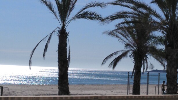A beach with palm trees and a clear view of the ocean. - PRIVATE ACCESS TO BEACH IN THE SAME URBANIZATION (El Campello)