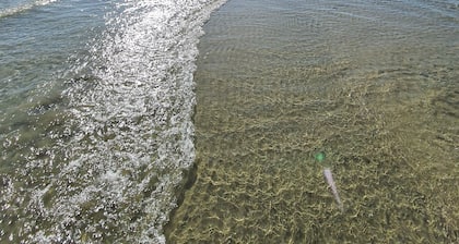 GĂźte avec Piscine, Jardin ClĂŽturĂ© â Animaux Bienvenus