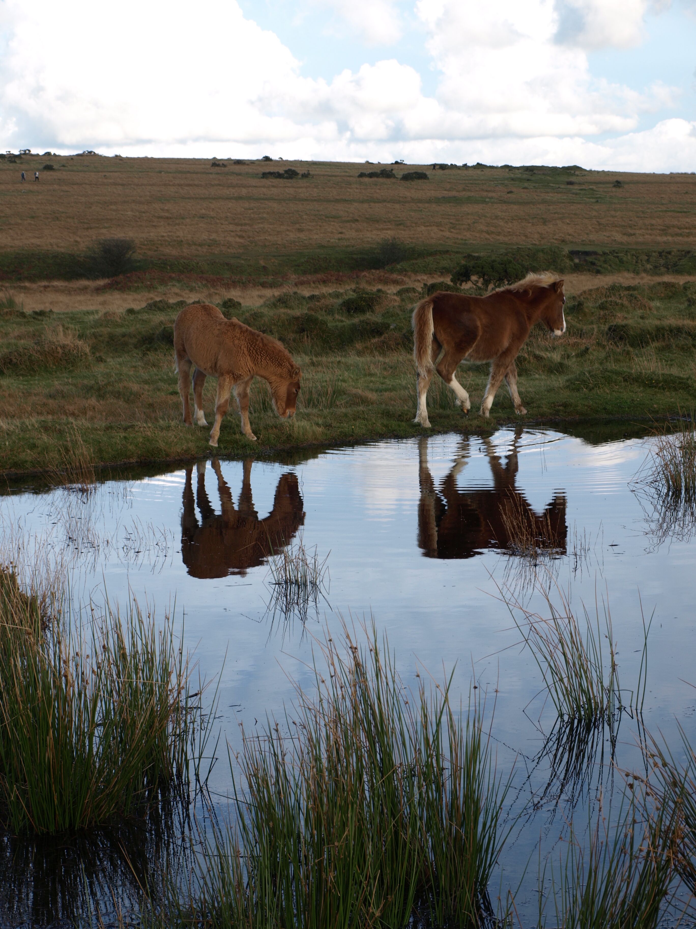 A natural landscape with two horses near a water body, surrounded by grass and open fields.