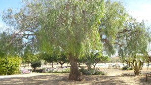 Un parc arbrat amb terra de sorra, bancs i una planta de cactus.