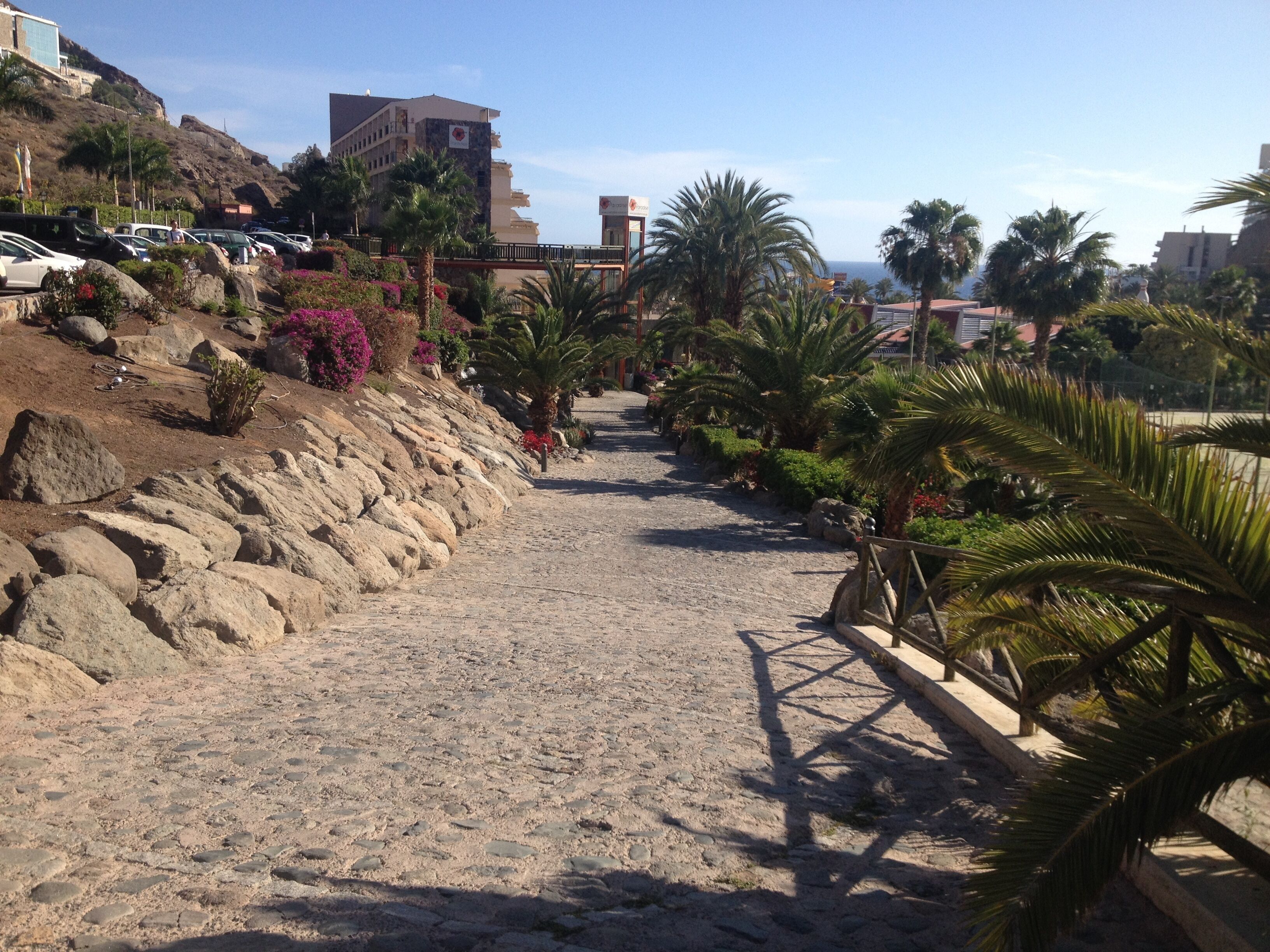 A paved pathway lined with palm trees and rocks, leading towards a building with a sign.