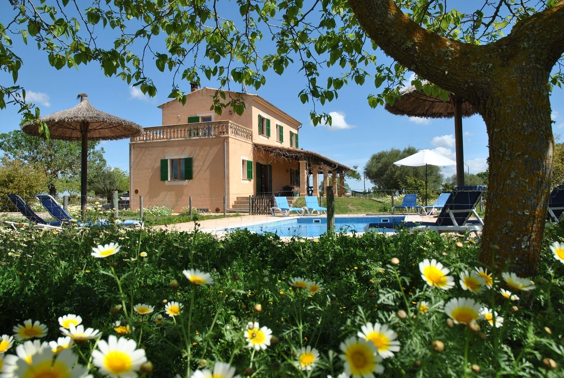A two-story building with a pool, surrounded by sun loungers and a garden with daisies.