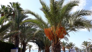 Un sentier bordé de palmiers qui mène à une plage.