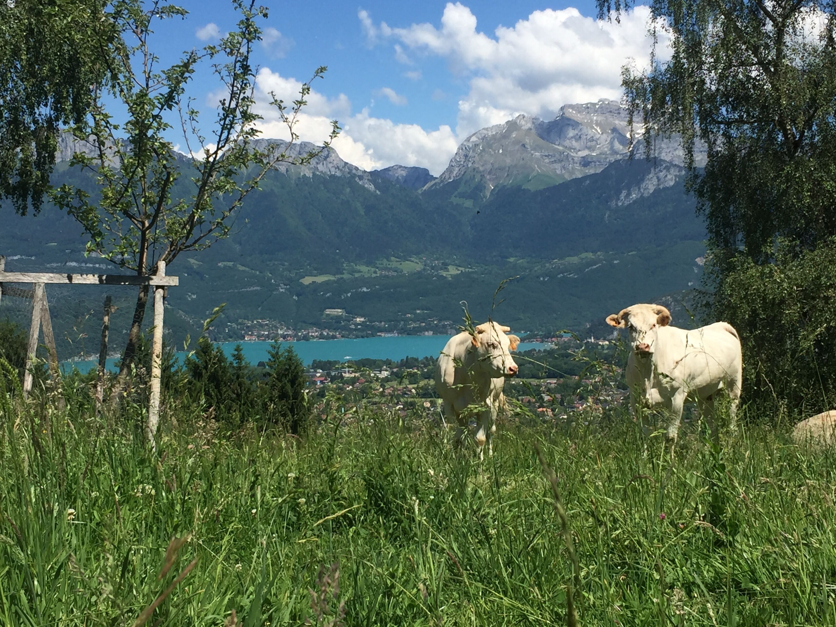A mountainous landscape with two cows in a grassy field, overlooking a town and a lake.