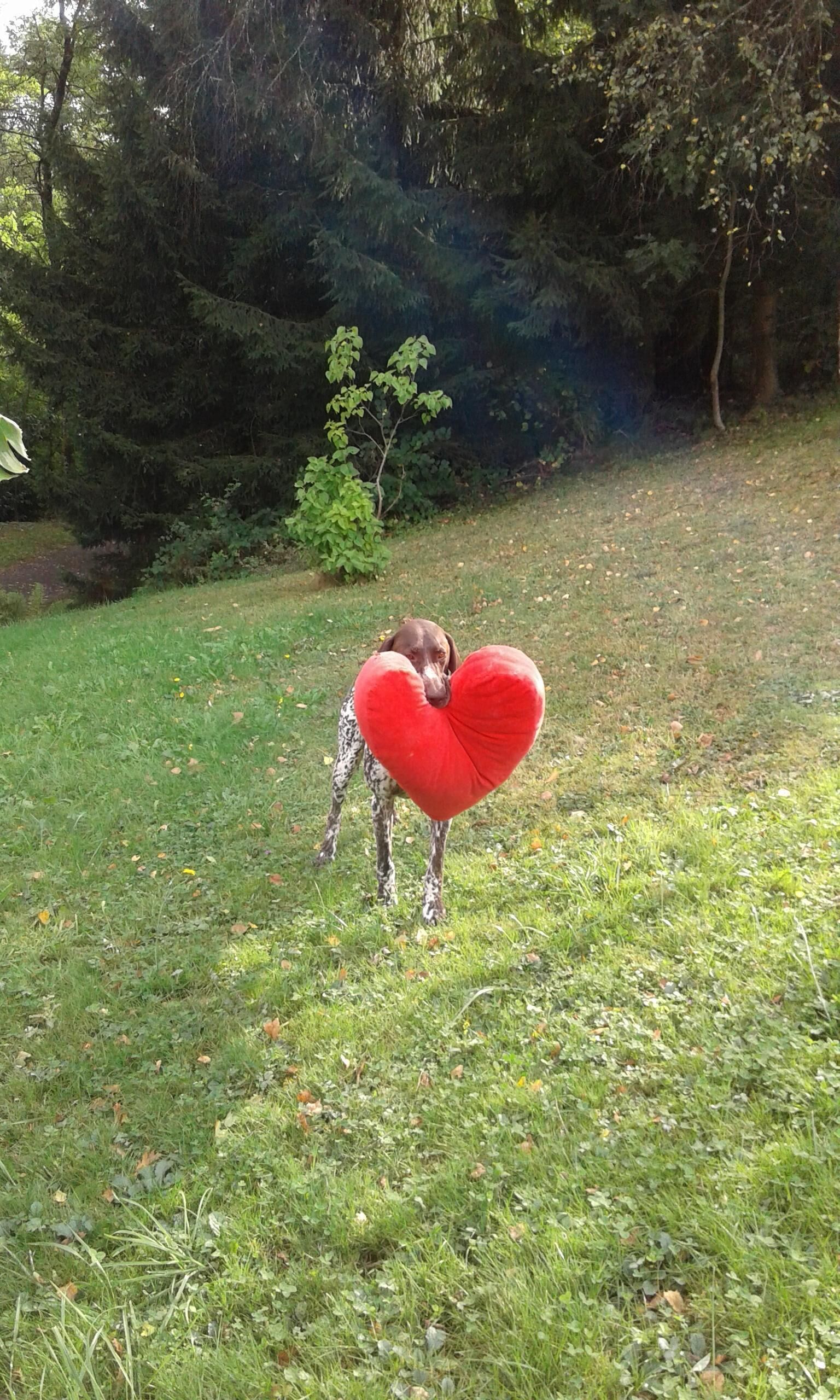 A dog holding a heart-shaped object in a grassy area with trees in the background.