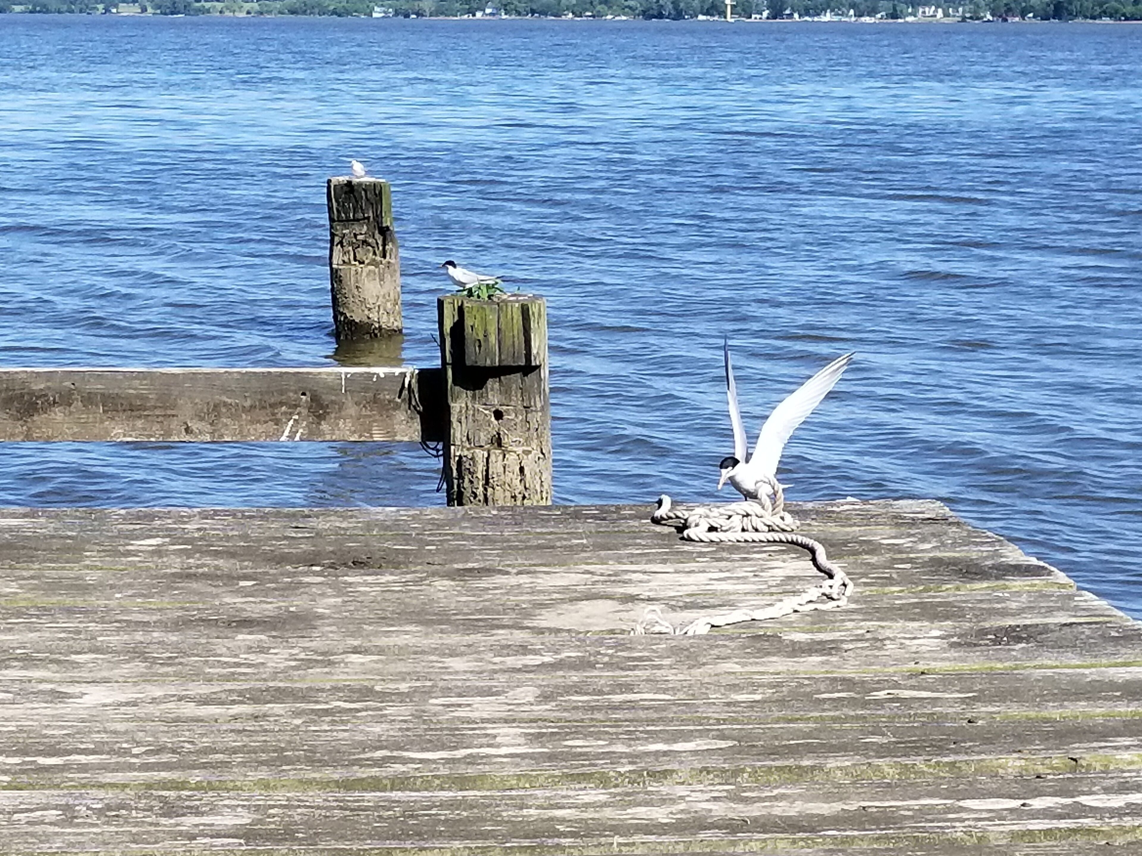 Enjoy Birdwatching from the Deck!