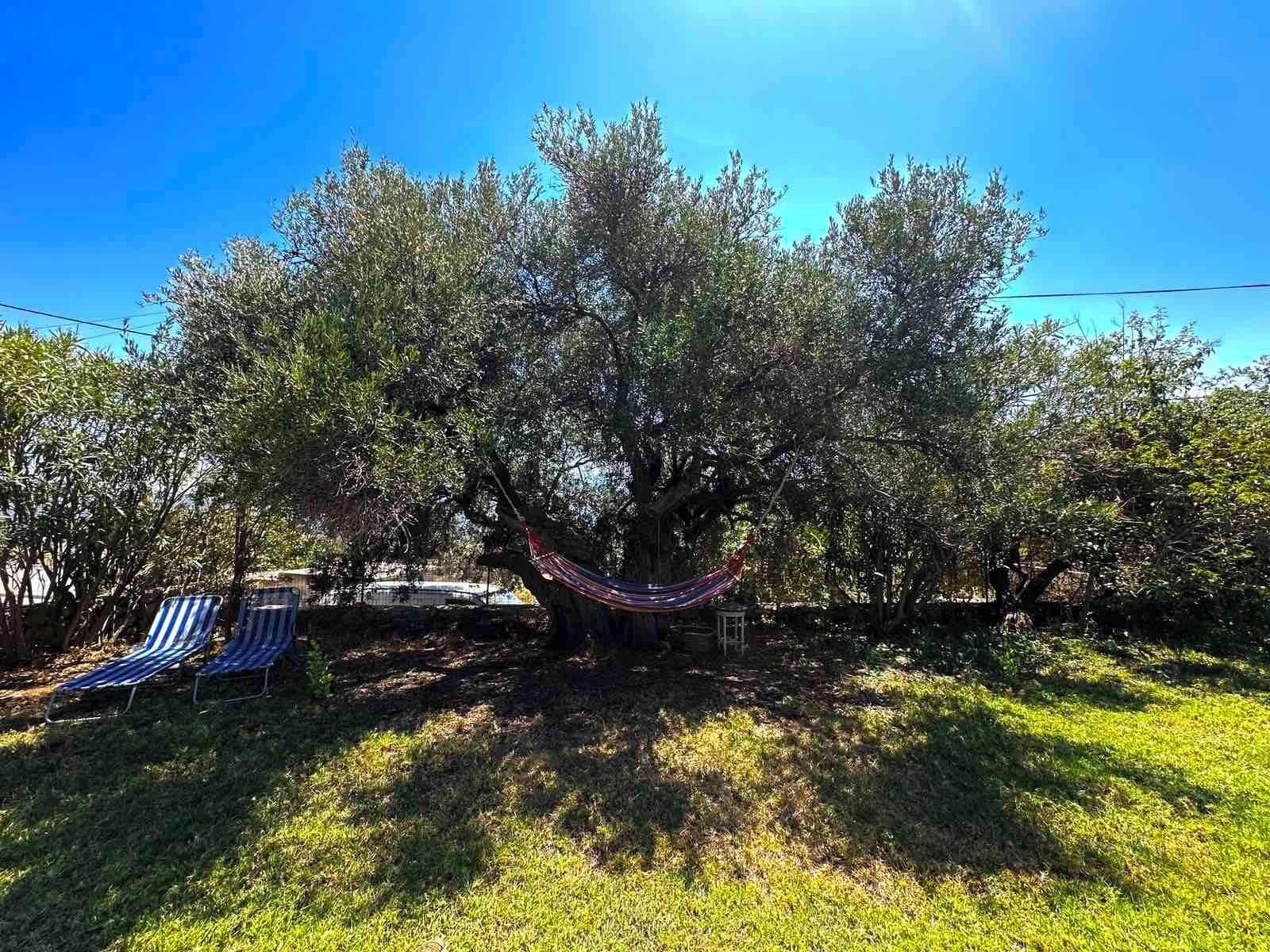 Un hamac est suspendu entre deux arbres dans un espace verdoyant, à proximité de deux chaises longues à rayures.