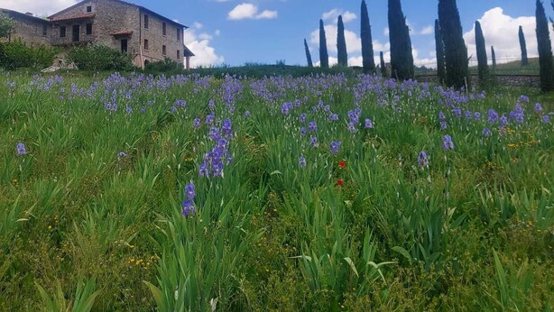 A stone building with a red-tiled roof, surrounded by a field of purple flowers and tall cypress trees under a clear blue sky. - AGRITURISMO LA PIETRAIA (Poppi)