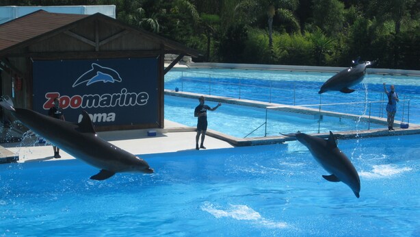 A dolphin show at a zoo with a pool, a dolphin trainer, and a dolphin jumping out of the water. - Between the sea and the Eternal City, Guest room ''Sottocoperta'' (Roma)