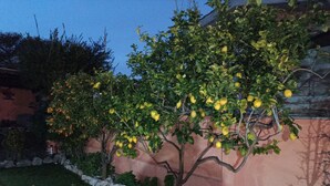 A tree with yellow fruit, a stone wall, and a building with a pinkish wall. - Between the sea and the Eternal City, Guest room ''Sottocoperta'' (Roma)
