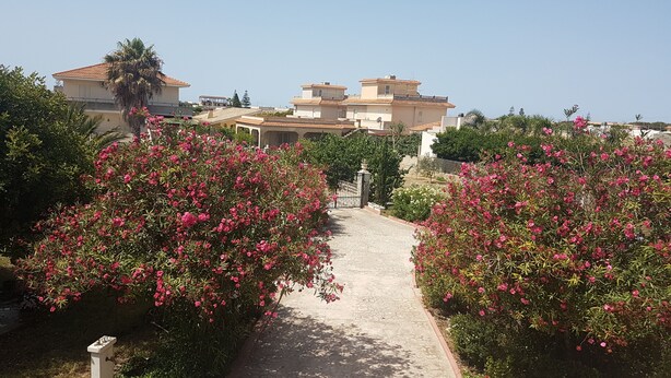 Un camino que conduce a una zona residencial con varias casas, rodeada de exuberante follaje y arbustos florecientes.