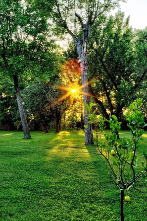 Property grounds - Water Lily Country House (Abano Terme)