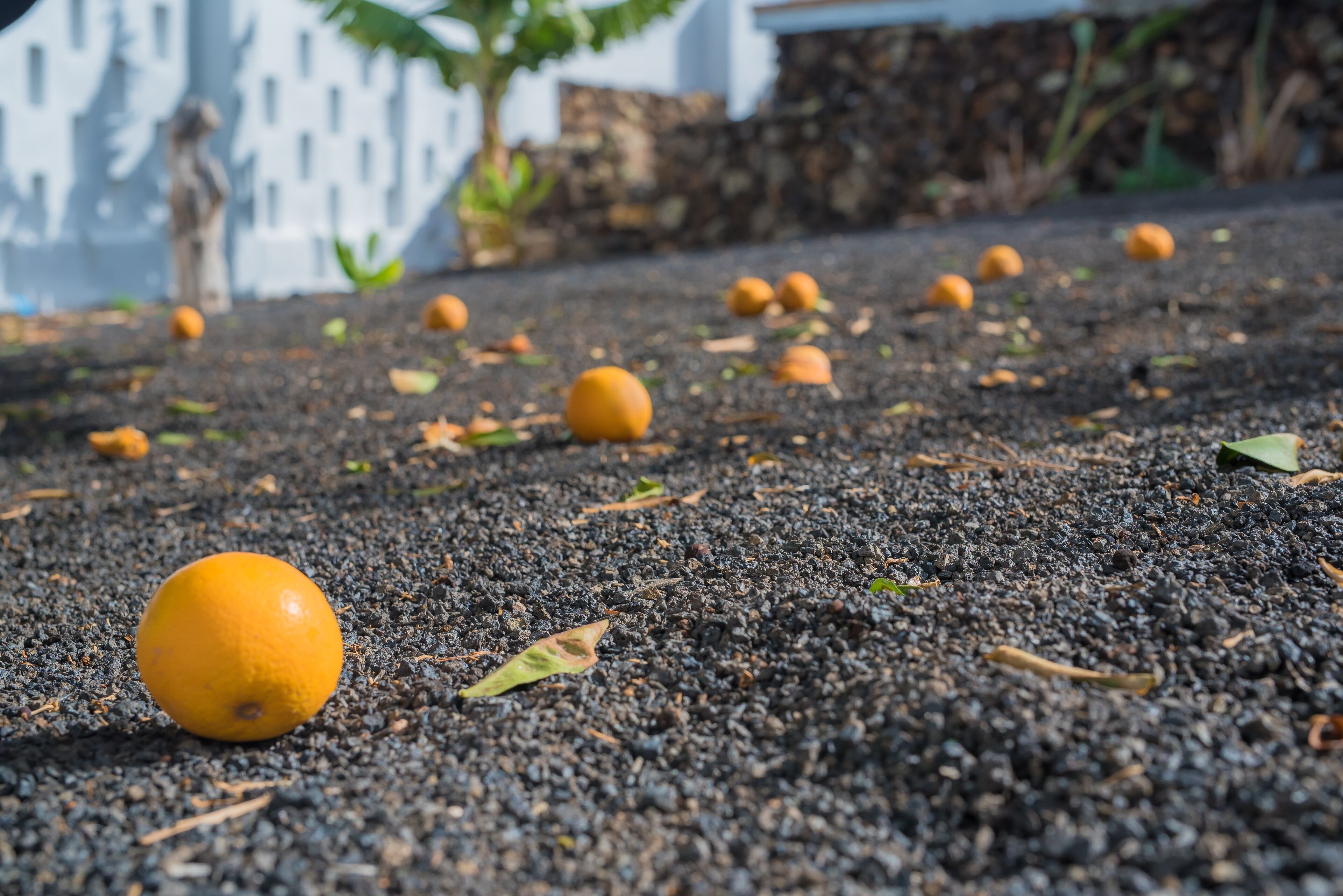 A close-up of a textured surface with scattered orange fruits and dry leaves.