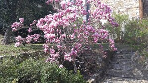 Un giardino con fiori rosa in fiore e un muro di pietra.