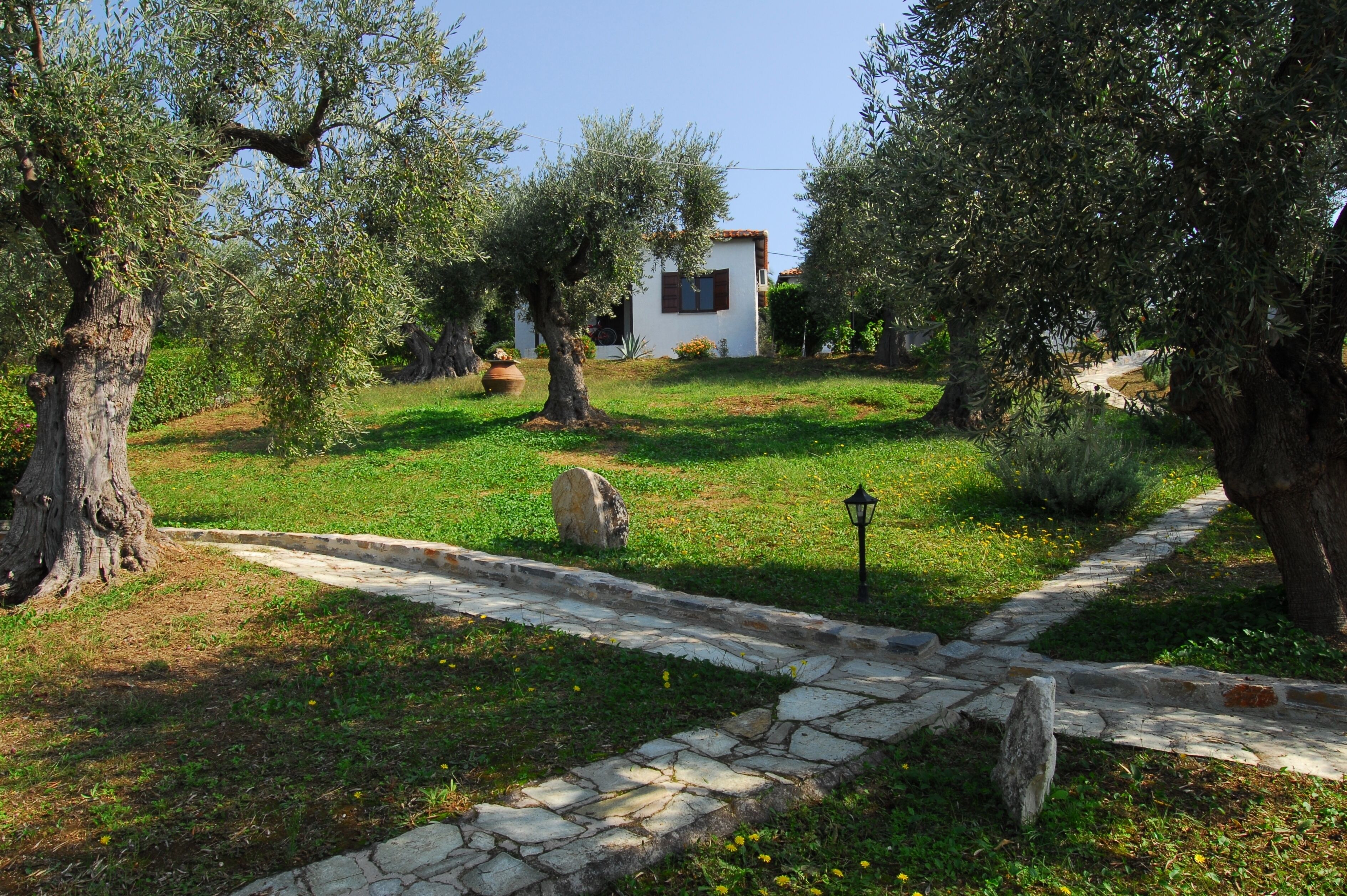 Garden - Olive grove