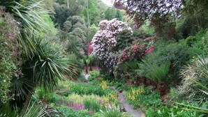 Un exuberante jardín con diversas plantas y flores, un sendero de piedra y un pequeño puente de madera.