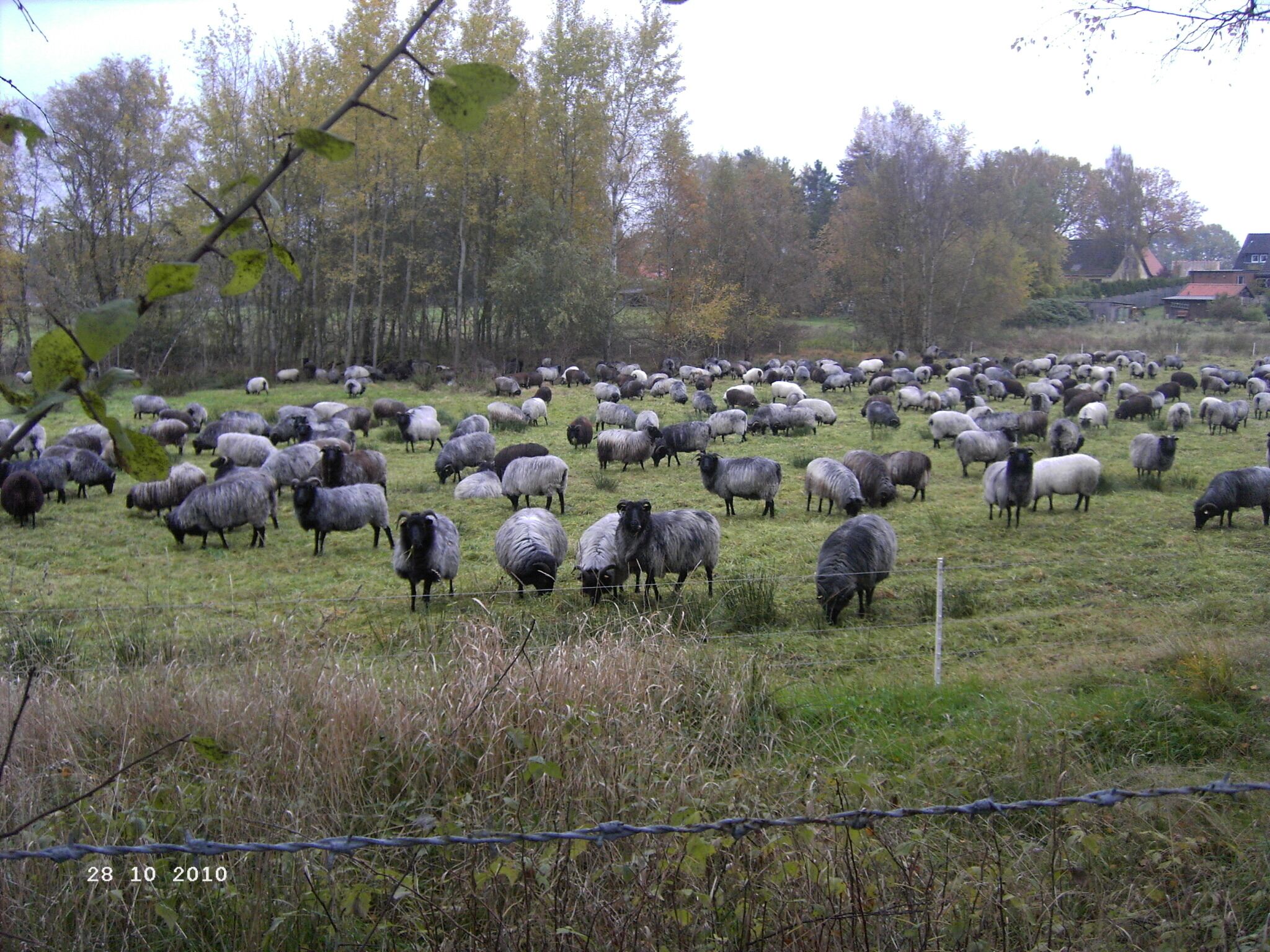 A large flock of sheep grazing in a grassy field with trees in the background.