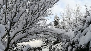 Paesaggio innevato con alberi e cielo sereno.