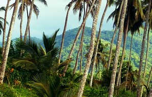View from room - The Flame Tree Estate & Hotel (Galagedara)