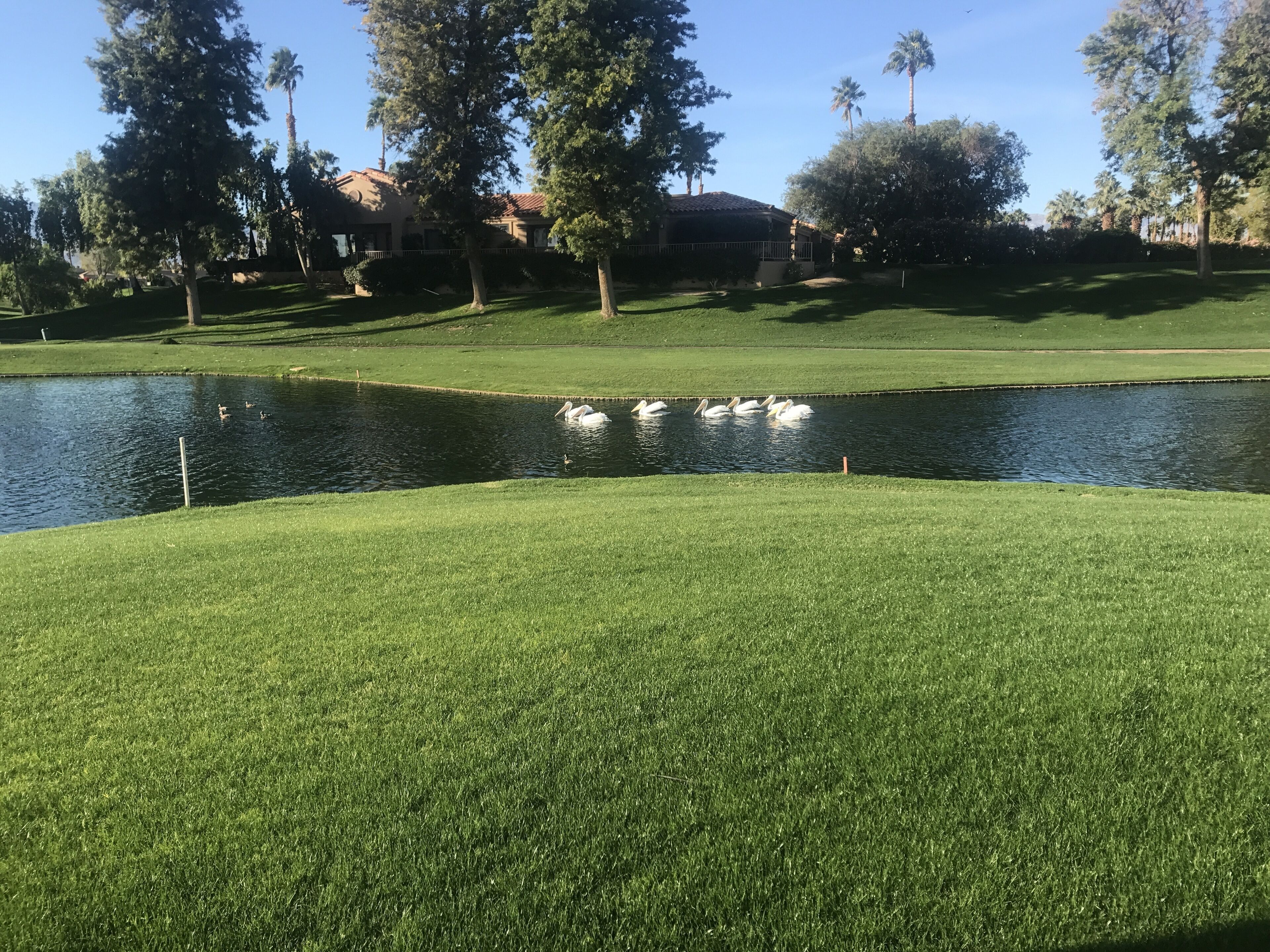 Un campo da golf con uno stagno, erba verde e alberi.