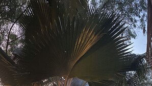 Un palmier dans un jardin, avec un mur en briques et un chemin pavé.