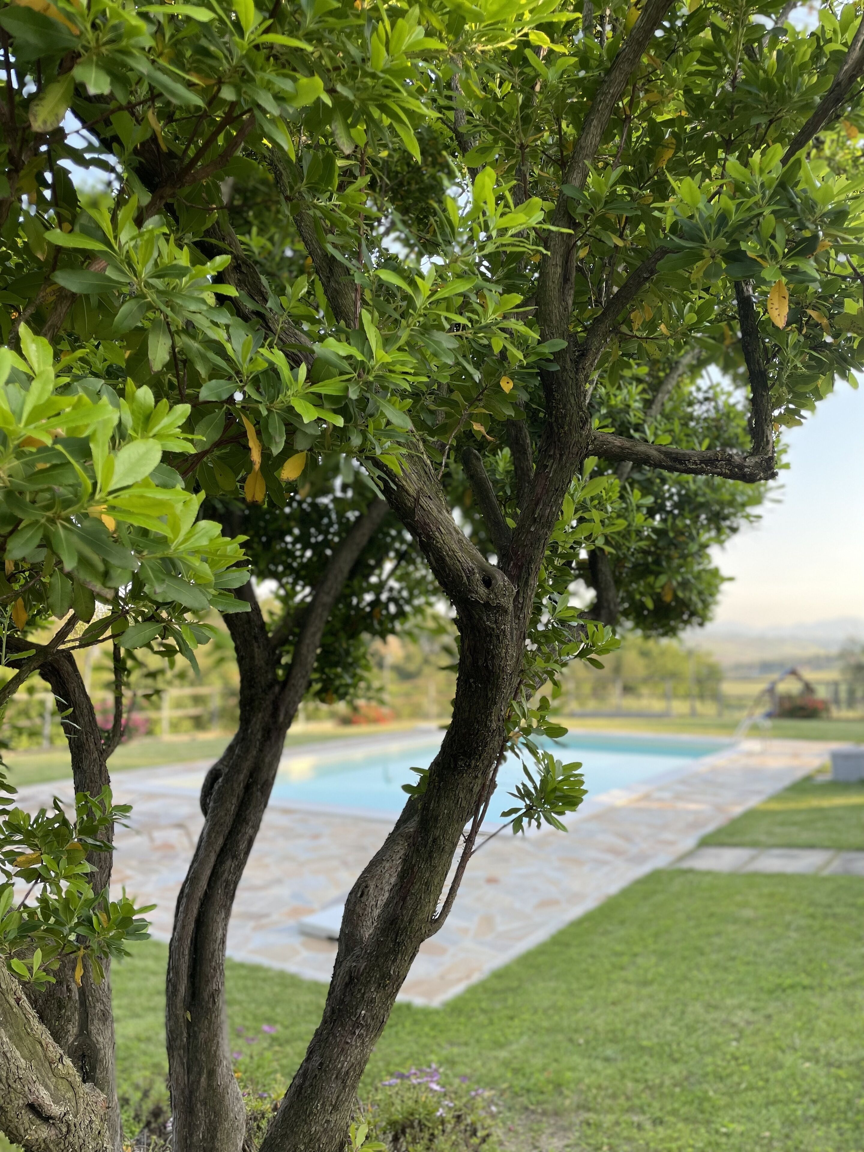 A tree-lined pathway leading to a swimming pool, surrounded by well-maintained grass and a stone-tiled area.