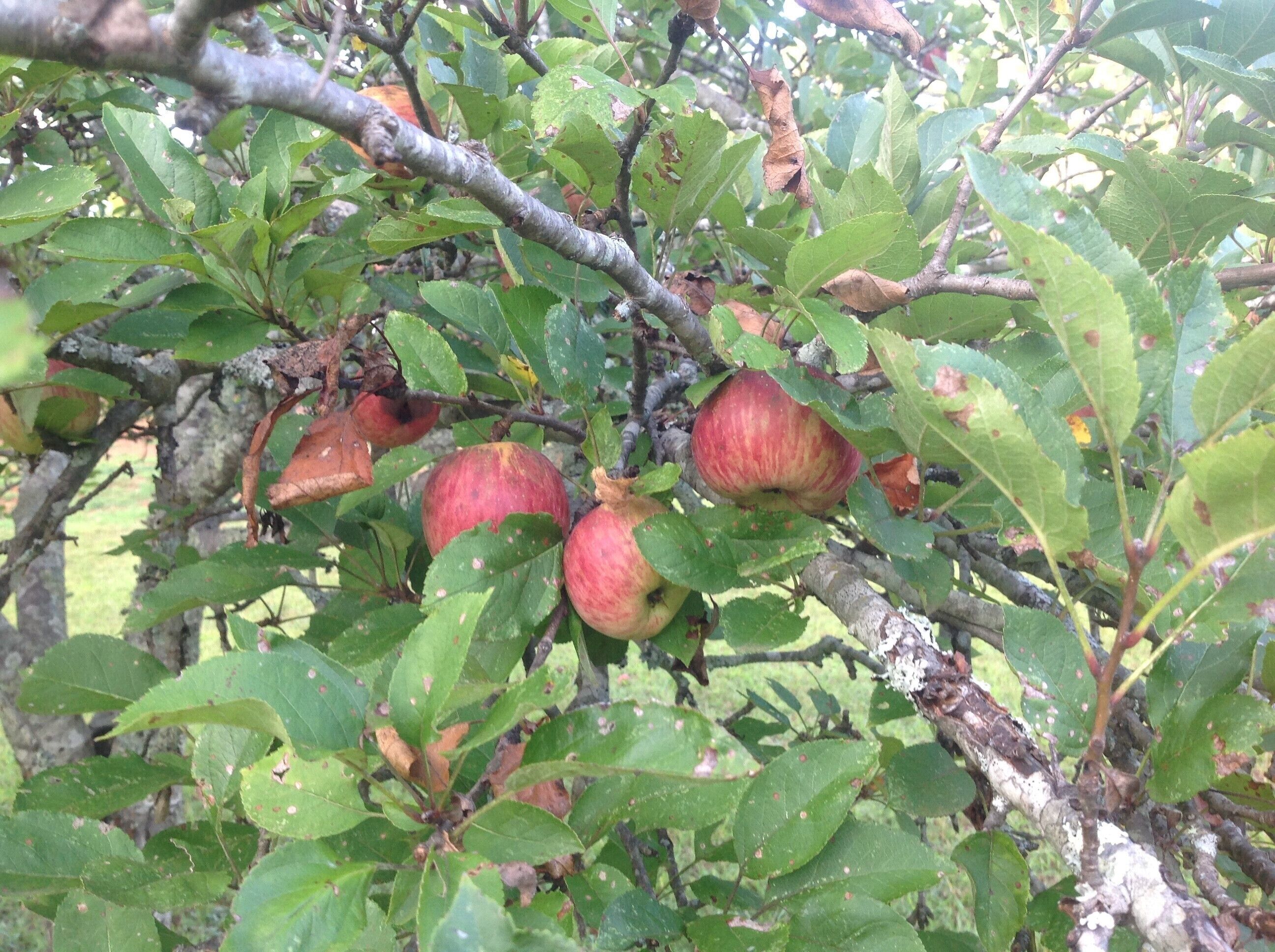 Un árbol con varias manzanas colgando de sus ramas.