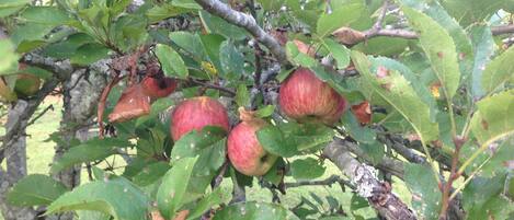 Un árbol con varias manzanas colgando de sus ramas.