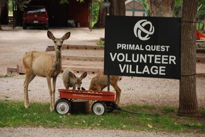 Property grounds - Clean and Comfortable Cabin Thirty Minutes from Mt Rushmore - In Rapid City On Canyon Lake Thirty Minutes from Mt Rushmore (Rapid City)