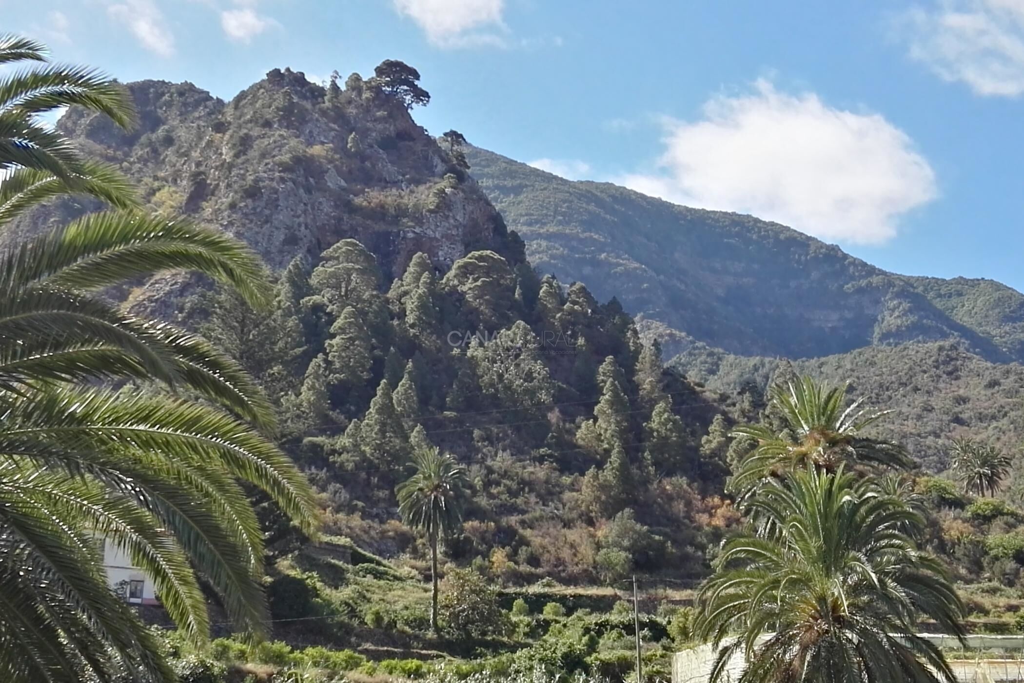 A mountainous landscape with dense vegetation and palm trees.