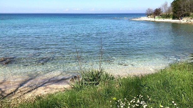 Ein klarer Blick auf einen Strand mit ruhigem Wasser, einem sandigen Ufer und einer Wiese mit Wildblumen.