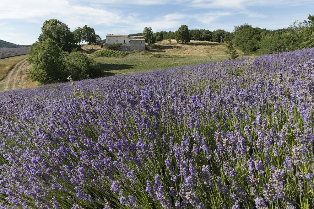 Luxurious Bastide surrounded by lavender