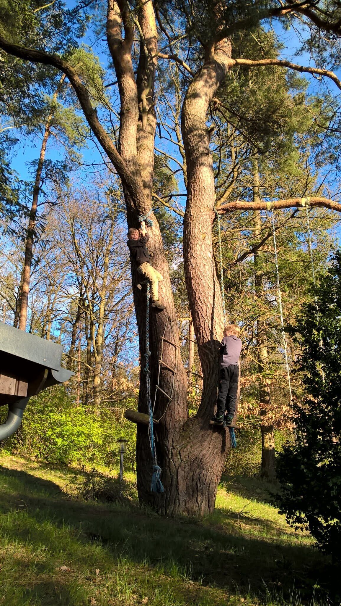 Kletterbaum auf dem Grundstück