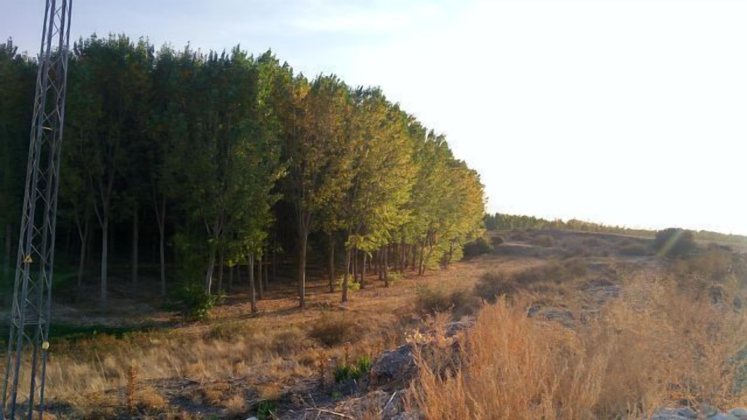 Un área boscosa con una estructura de tendido eléctrico.