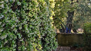 A garden pathway with a hedge on one side and a concrete wall on the other. - Vacation House "La Caprignola" (Buccino)