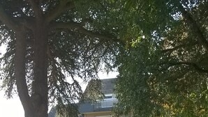 A multi-story residential building with balconies, a grassy courtyard, and a large tree. - Apartment in a Richmond hill residence (Tours)